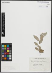 Foto von Salix alba subsp. micans (Andersson) Rech. f.